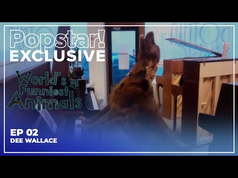 World's Funniest Animals | S1E2 | Dee Wallace