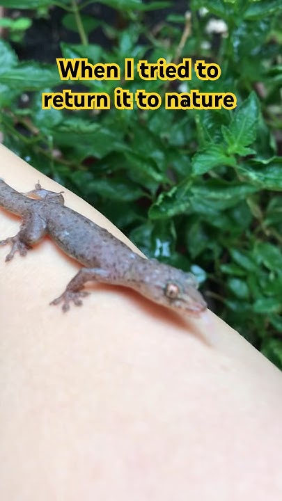 lizard-rescue-youtube