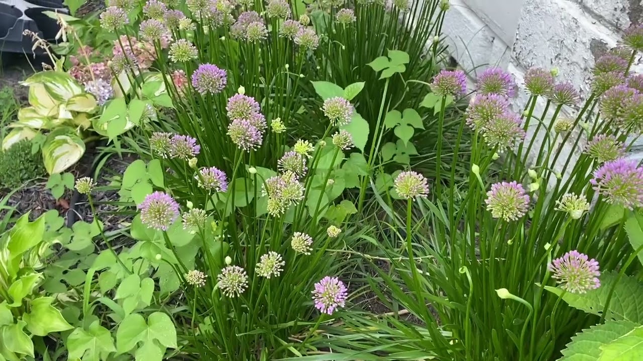 GARDEN WITH ME | Different Spaces