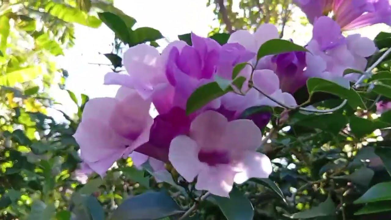 The Rich Man Flower | A Symbol of Abundance