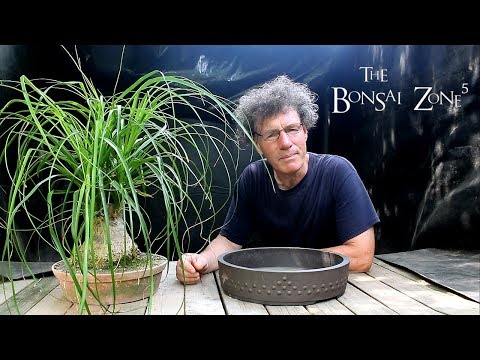 black gold extreme snake plant care Sansevieria Black Gold | Snake Plant | Care Guide and Pro Tips main image 1
