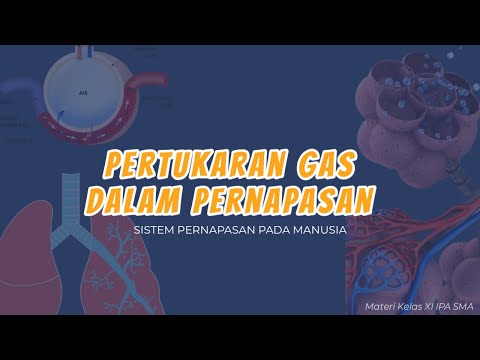 Pertukaran Gas Dalam Alveolus & Jaringan Tubuh | Sistem Respirasi Pada Manusia