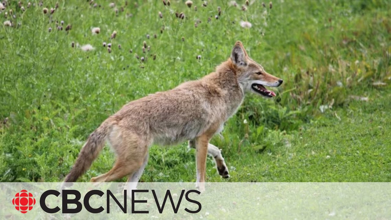 Coyote attacks 11-year-old girl in southern Alberta
