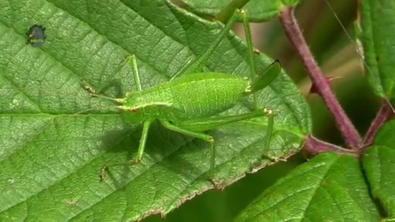 LEPTOPHYE Ponctuée / Leptophyes punctatissima / Deux Femelles ! BRUITX