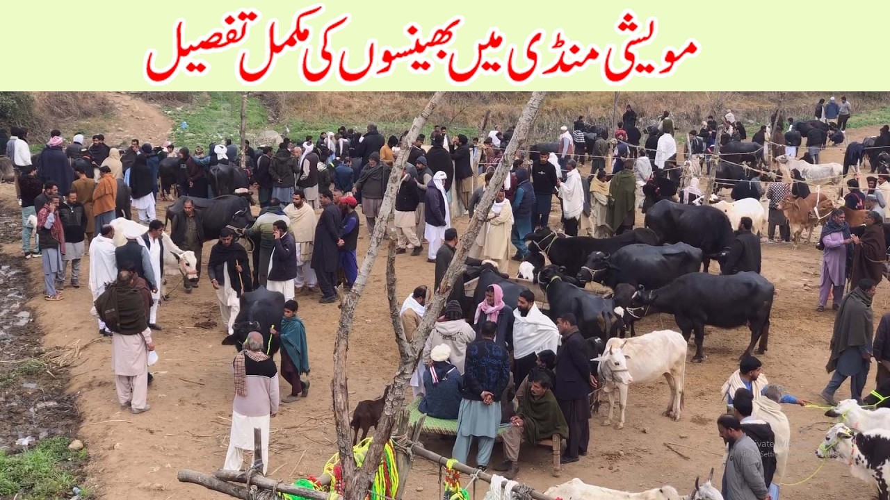 Cattle market dongi mandi kotli ajk pakistan in buffaloes okara arifwala mandi niliravi buffaloes