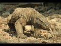Супер Убийца - Комодский Варан(Самая большая ящерица в мире)