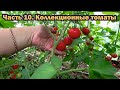 Коллекционные томаты. Обзор 10