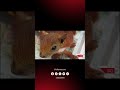Descubren a hombre con dos ardillas en su ropa interior.