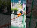 My Sun Conures Won't Stop Kissing! 🧡Rare Parrots Sri Lanka🇱🇰