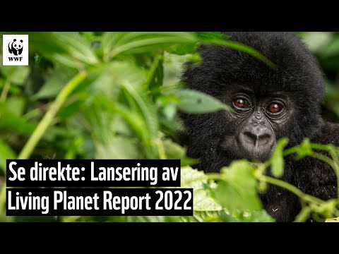 Direkte: Lansering av WWFs Living Planet Report 2022