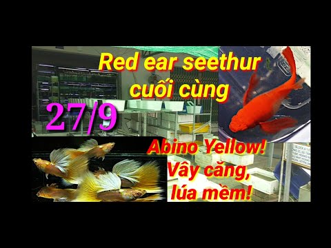 Video Guppy cá 7 màu #151: Con giống Red ear cuối cùng và... - youtube
