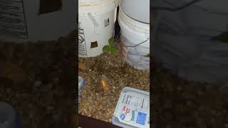 update on the flood and drain squash almost time for more nutrients#hydro #gardening