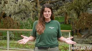 ASK THE ZOO: “Why did the Zoo decide to have red pandas?”