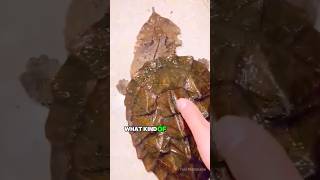 What Kind Of Turtle Is This?