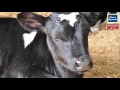 Video: Speen Kalf Milkbar