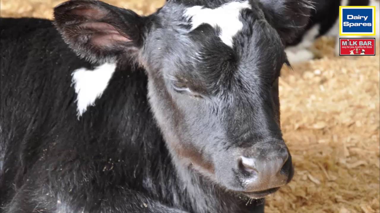 Milk Bar Calf Rearing Naturally YouTube