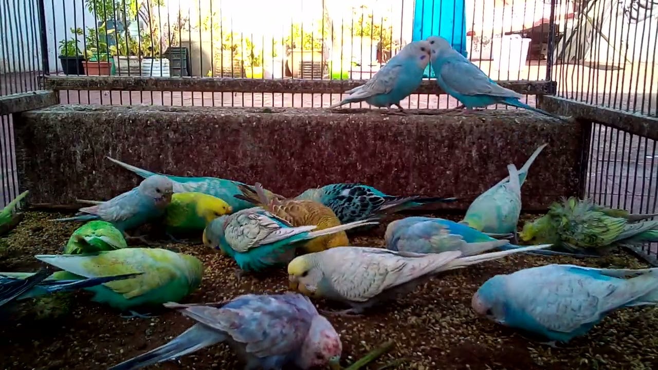 🕵️‍♂️ Surprising Secrets to Instantly Cheer Up Your Bird! 🎭🔍