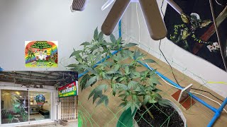 EP.2 Gary Payton Indica 80 sativa 20 ไฟบ้าน125w แสงสีขาว2ดวง ปลูกหน้าร้านให้ลูกค้าดูปุ๋ยตัวเอง