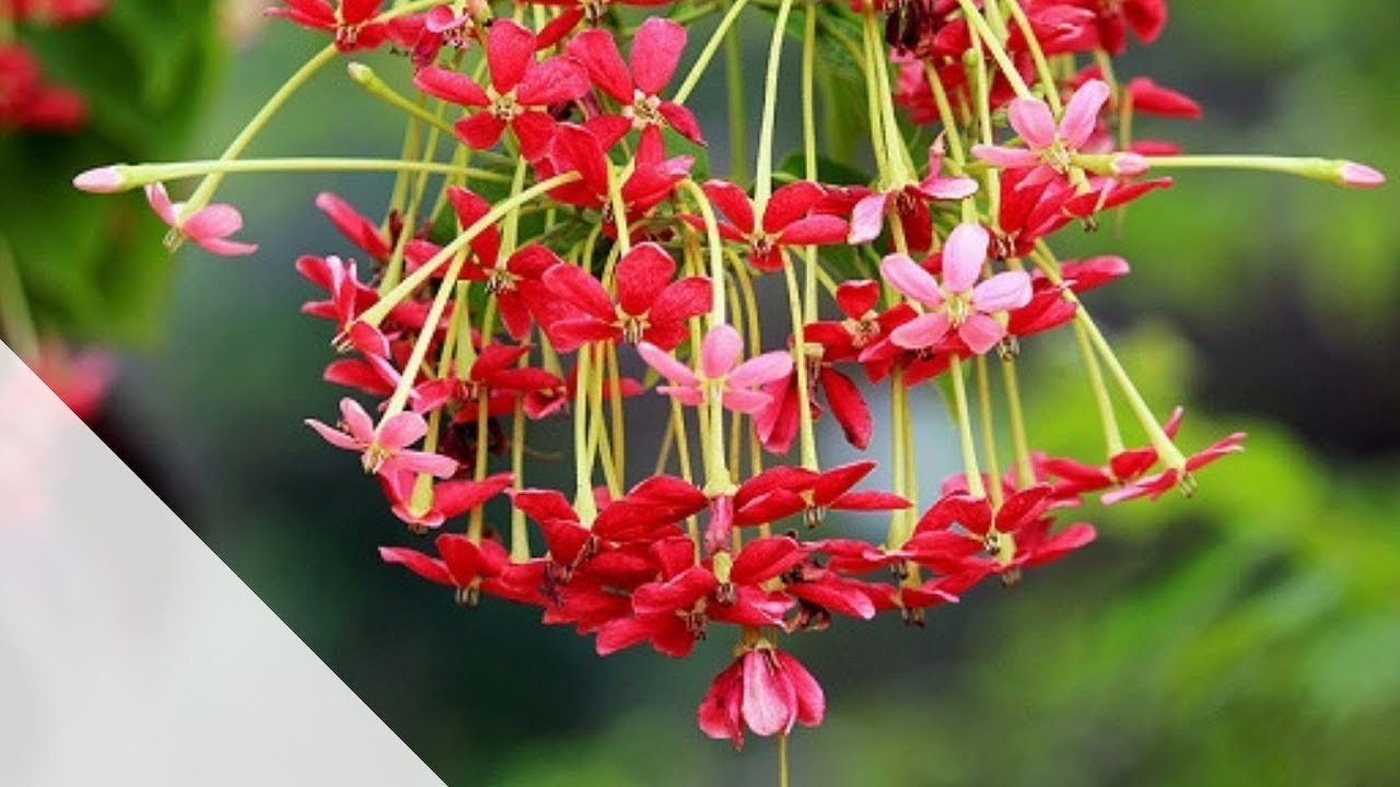 E0016 Combretum indicum pt 2  الياسمين الاحمر الهندي المتسلق