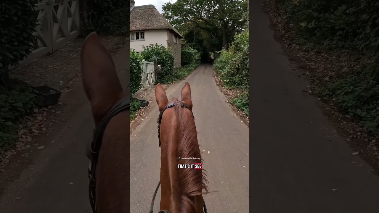 Макс отлично справился с очень шумными сторожевыми собаками! 