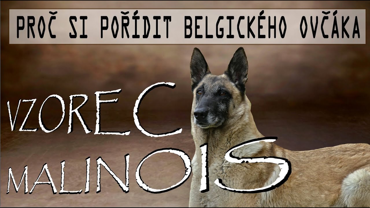 Vzorec malinois