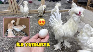 🐓 Sultan Tavuklarımızdan İlk Yumurta 🥚 Kumru Yavrular Büyüdü 🐦 Hayırlı Ramazanlar 🕋❤️
