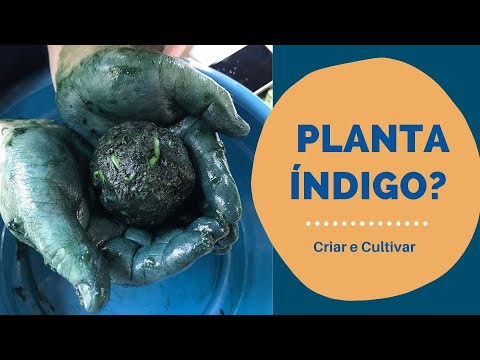 Vídeo: Podando plantas de índigo verdadeiro: aprenda sobre como cortar o índigo