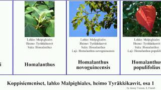 Koppisiemeniset, lahko Malpighiales, heimo Tyräkkikasvit, osa 1 euphorbia croton homalanthus Brian