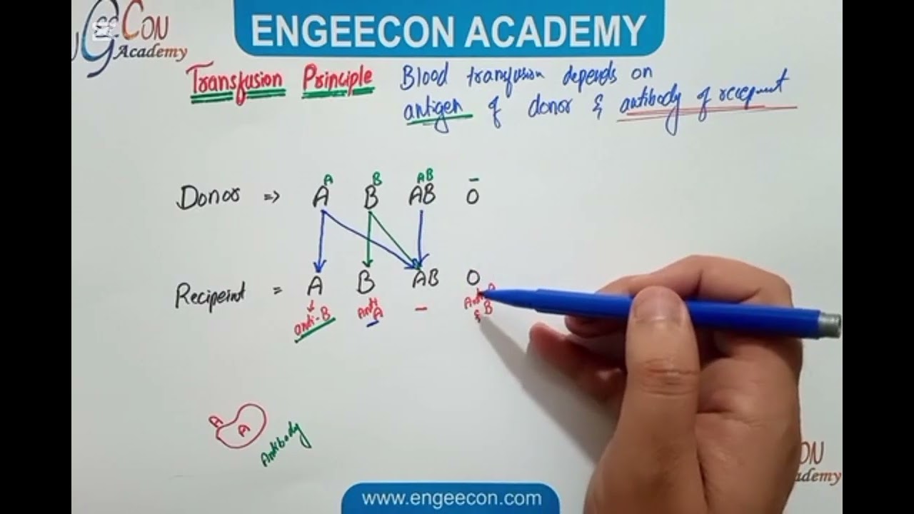 Lecture #14|| Blood Transfusion Principle|| Inheritance Chapter|| Engeecon Academy Biology Lectures 