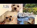 【大阪】【靭本町】愛犬と一緒に行けるカフェ&公園
