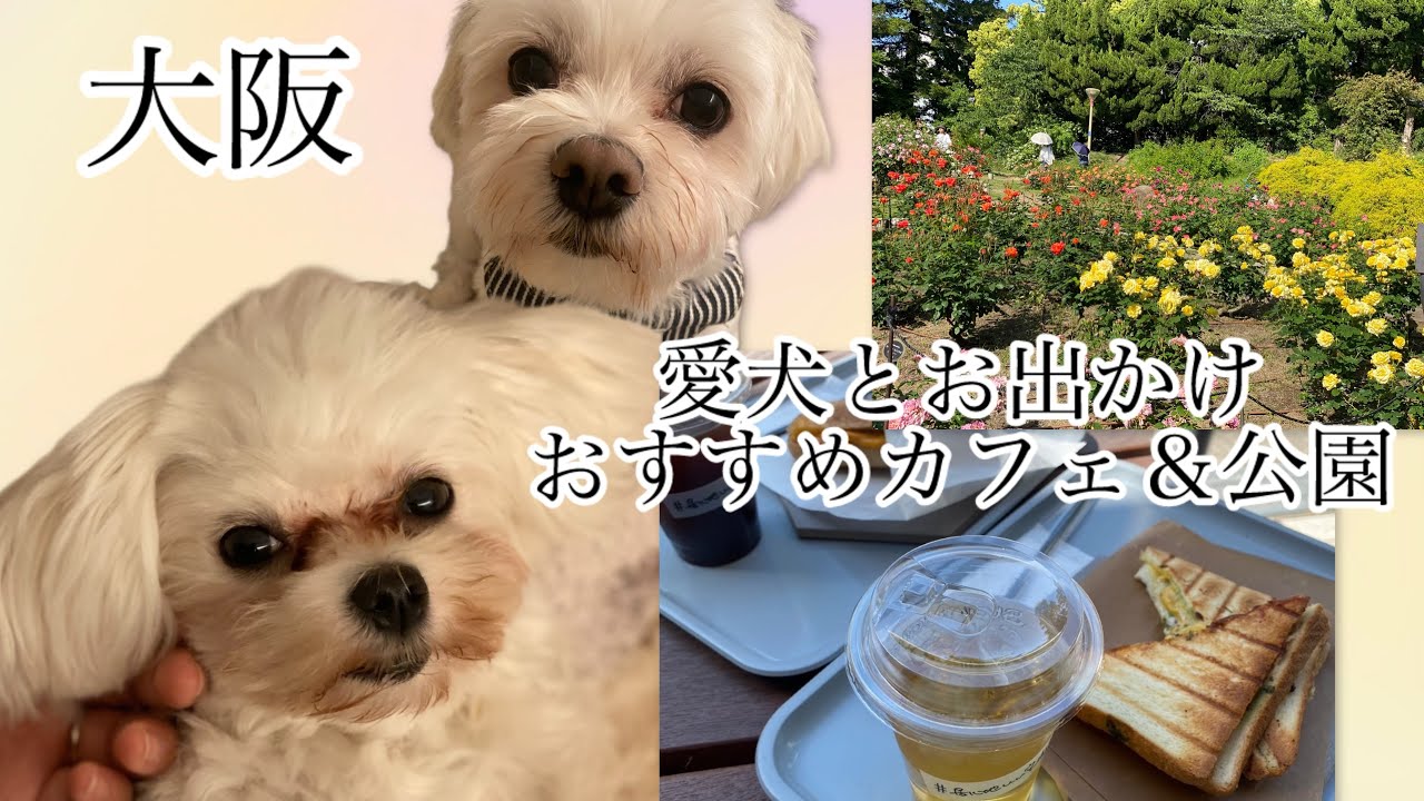 【大阪】【靭本町】愛犬と一緒に行けるカフェ&公園
