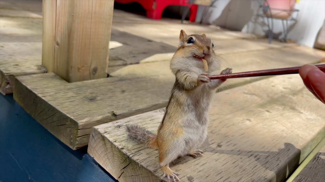 벌레가 먹고 싶었던 바비