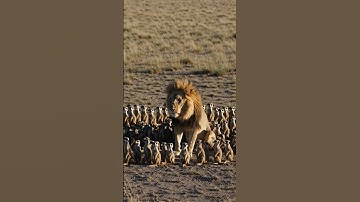 Huge Lion Overwhelmed by Adorable Tiny Animals! #AI #Sora #OpenAI