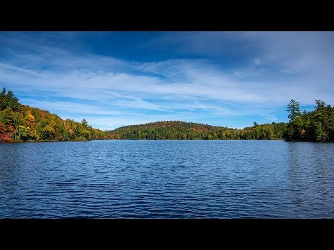 Common Loon: Vocalizations – Wail