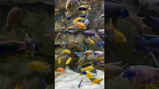 Check out these awesome cichlids fish! 🐠