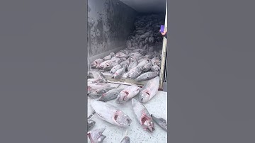 Đó là một cú đánh bowling tuyệt đẹp, gỡ cá công đông lạnh