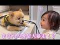 赤ちゃんからの愛情を優しく受け入れるポメラニアンが可愛過ぎました…