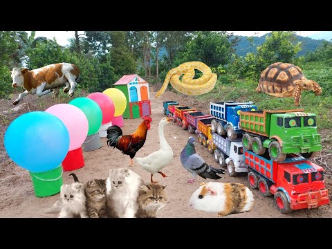 WOW KEREN..TRUK OLENG ANGKUT SAPI KUCING BEBEK ANGSA KELINCI IKAN KUDA GAJAH BUAYA