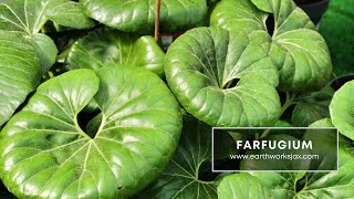 Farfugium for Northeast Florida