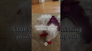 How to Stop Dog Boredom (The 7-Minute Brain Hack) 🧠 #shorts #dogtraining