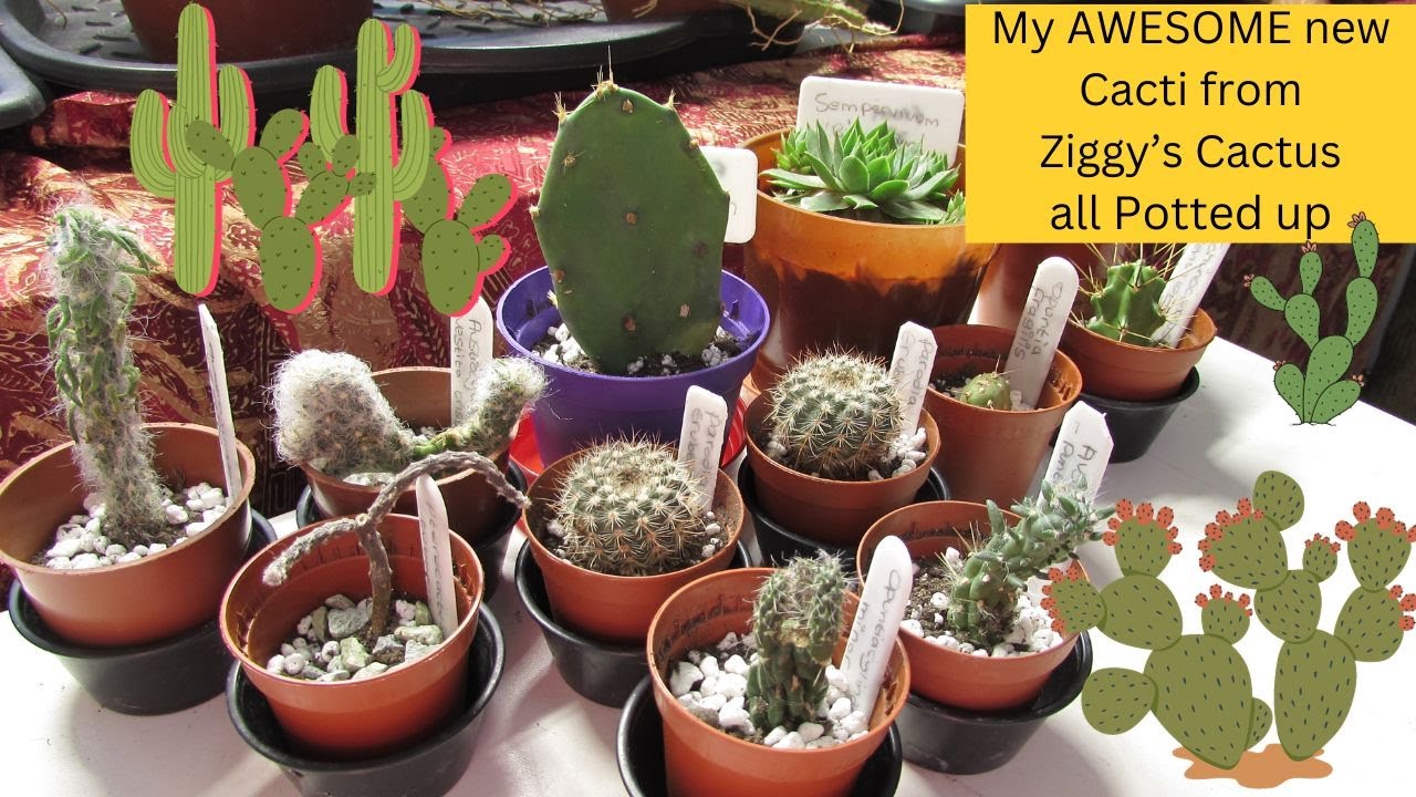 Nala ナラ　Cactus all in one Nala・ナラ・Cactus all in one・nala Nala ナラ Cactus all in