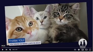 Thank you for saving lives in 2022! by Berkeley Humane 1,666 views 1 year ago 2 minutes, 26 seconds