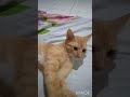 Cute Cat:1Selamat Istirahat Semoga Semua Tetap Sehat.