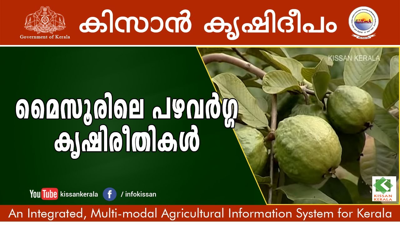 Fruit Plants - Mysore