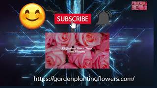 Silverleaf Oak Unveiled 15 Faqs Answered