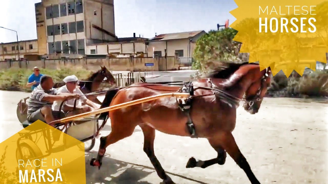 Racing Horses of Malta Amateur Racing Marsa Maltese Horses YouTube