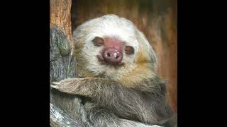 Two-Toed vs Three-Toed Sloths: Amazing Facts About These Slow-Moving Rainforest Animals 🦥