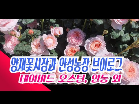 5월 27일 식물튜브 브이로그  데이비드 오스틴, 붉은인동, 슈퍼오디 외~ #양재꽃시장 #식물튜브 #데이비드 오스틴 #plant tube