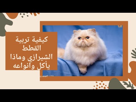 كيفية تربية القطط الشيرازي وماذا تأكل وانواعها