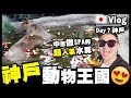 【Vlog】『神戶動物王國』中意做SPA的超人氣水豚😍超萌餵食～